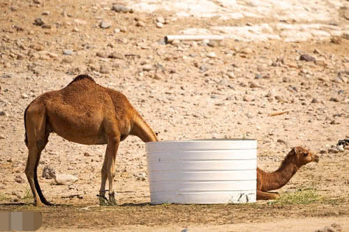 动物园发现一只"无头"的骆驼,当它转过身后,游客们哭笑不得