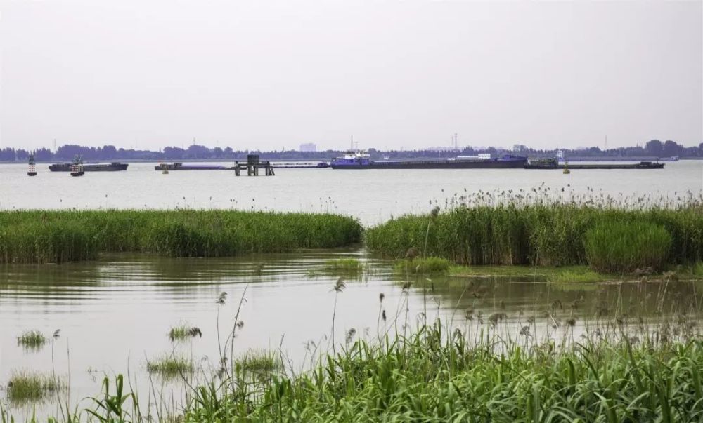 江阴临港网红打卡地:利港生态之旅