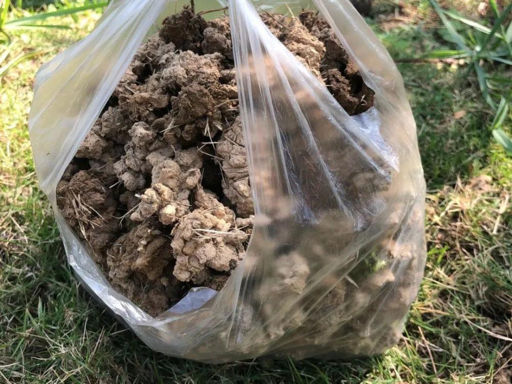 20种自制营养土肥的流油不用花钱买