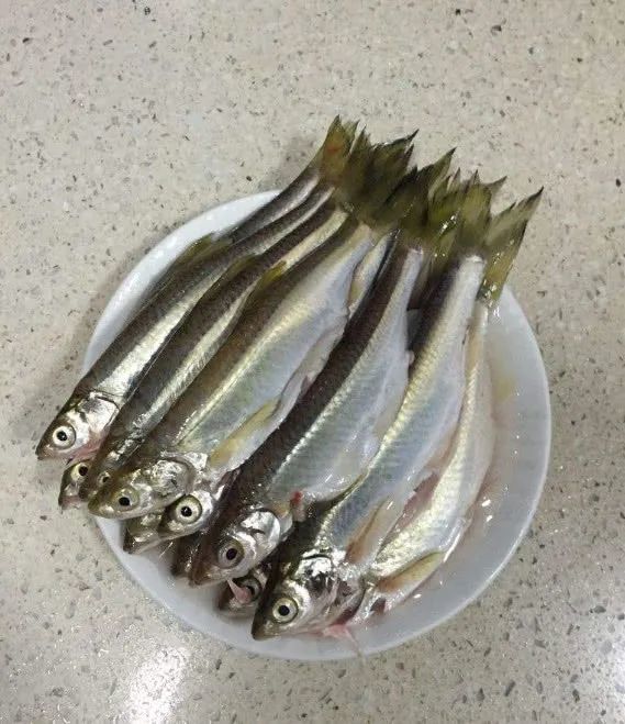广东河鱼品种图片