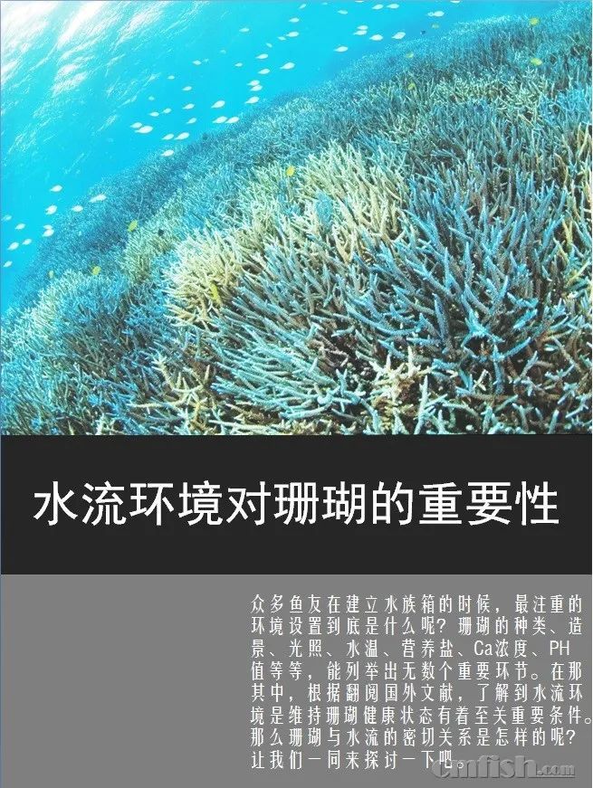 你有多在意海缸造浪 你的珊瑚状态就有多好 腾讯新闻