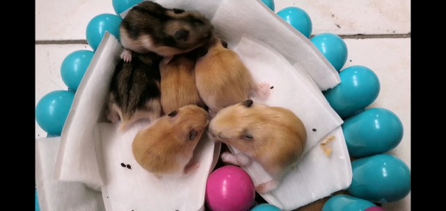 6只萌萌的小仓鼠宝宝