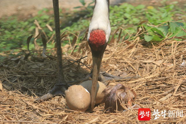 下蛋孵化破壳而出丹顶鹤都市育雏记