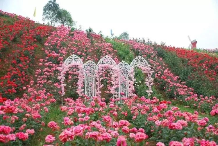 藏不住了重庆玫瑰花海惊艳绽放