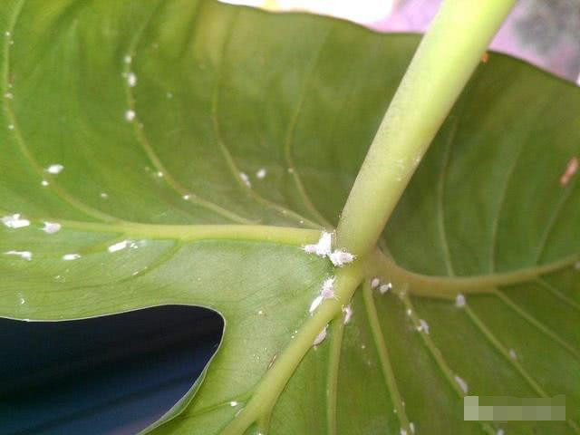 花盆裡有蟲子怎麼辦?彆著急,這麼處理,清潔,乾淨又有效