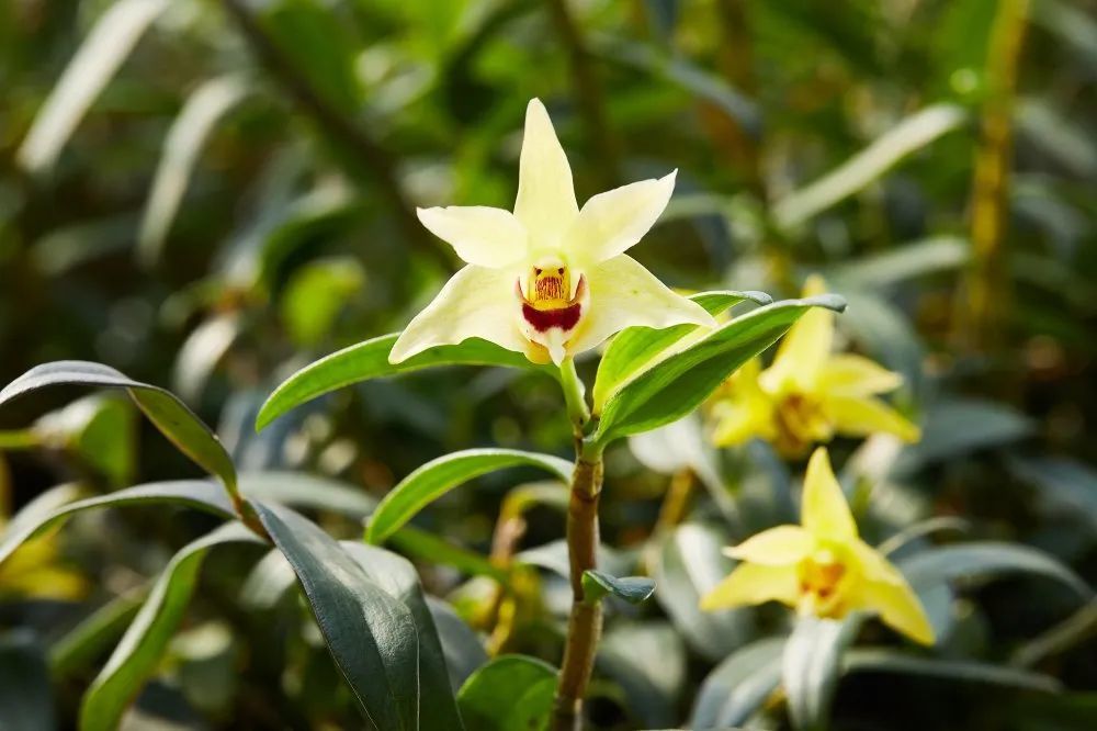 树上种"仙草",满园是风景!