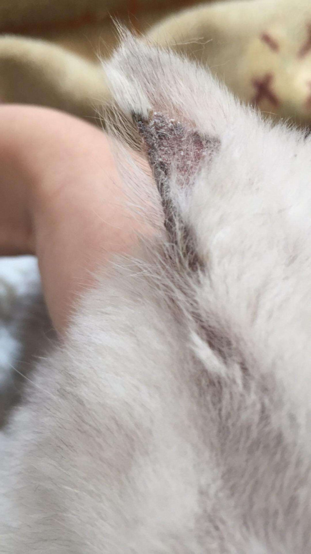 猫癣是由真菌造成的.