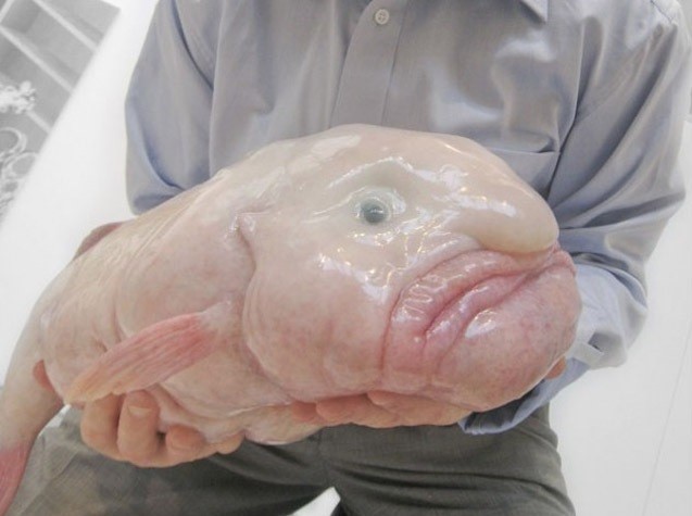 世界十大最丑的动物 不喜勿入 不管美与丑都是大自然的一份子 腾讯新闻