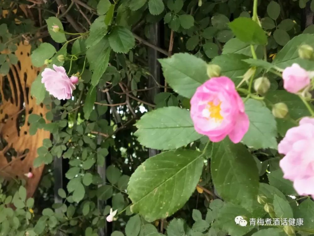 院外蔷薇好 风吹扑面芳 腾讯新闻