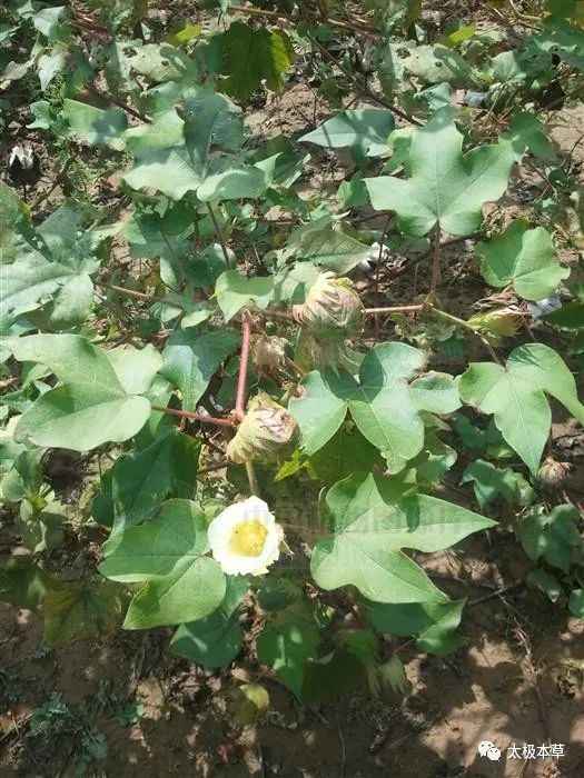 棉花根你知道嗎能補氣止咳平喘