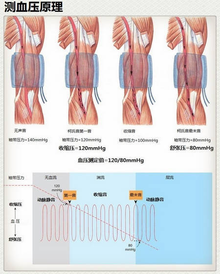 15張高血壓醫學美圖一文搞定高血壓