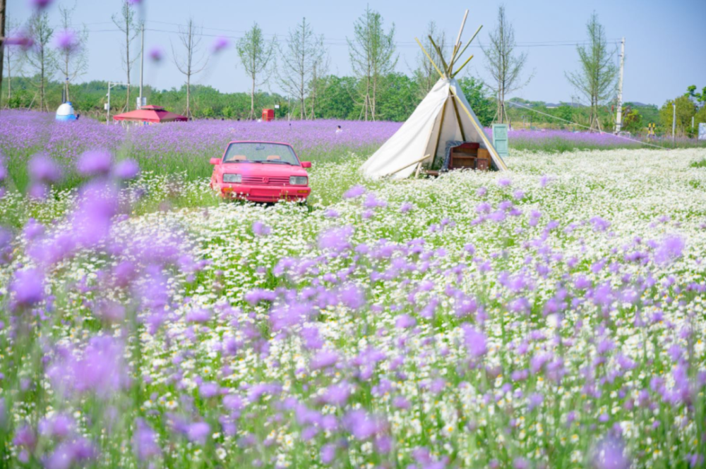 不远处,美如童话的 『安仁薰衣草世界』 一片蓝紫色的马鞭草开得正艳