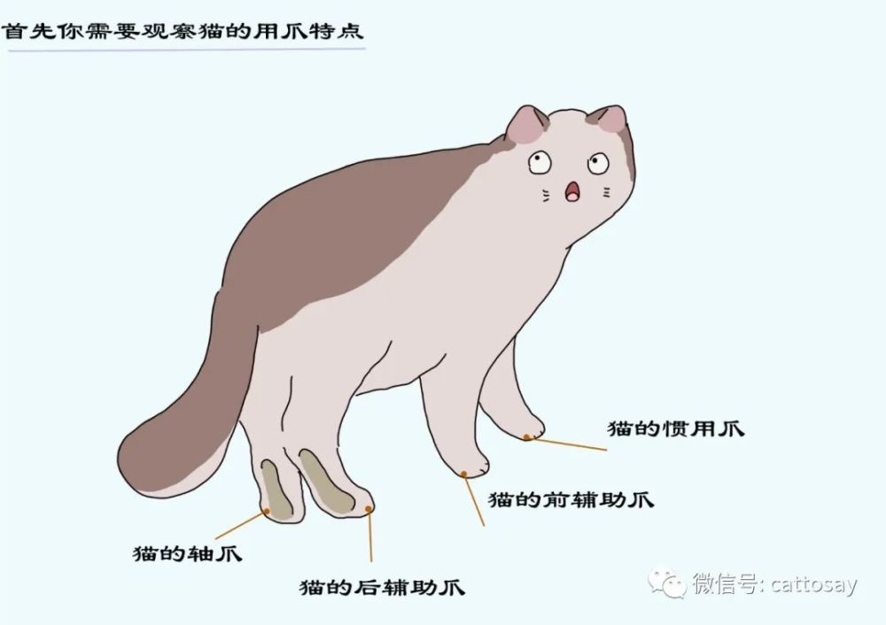 猫的4个猫爪用途不同 如何有效保持猫爪健康 腾讯新闻