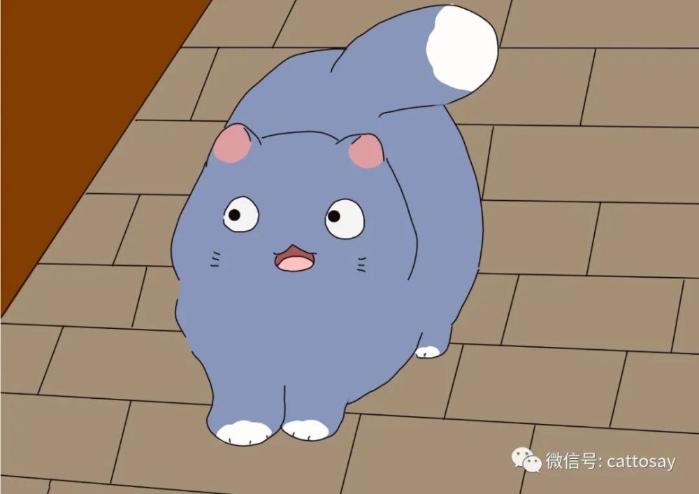 猫的4个猫爪用途不同 如何有效保持猫爪健康 腾讯新闻