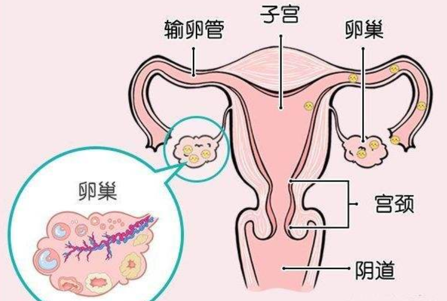 卵巢的储备功能评估指标都有哪些,如何做好调理?