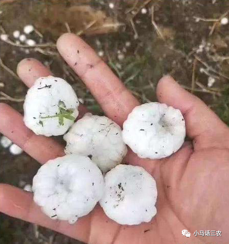 昨晚河北大部遭遇冰雹，对农作物的影响有多大？看完心里有数了！