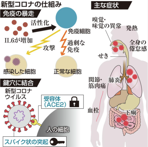 日本新发现 新冠症状加重和自身过度免疫有关 日本民众 我要 变异 了 腾讯新闻