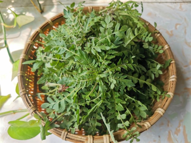 挖野菜 教你荠菜和辣辣菜的区别 放心吃 别再搞错了 辣菜 荠荠菜 荠菜 野菜