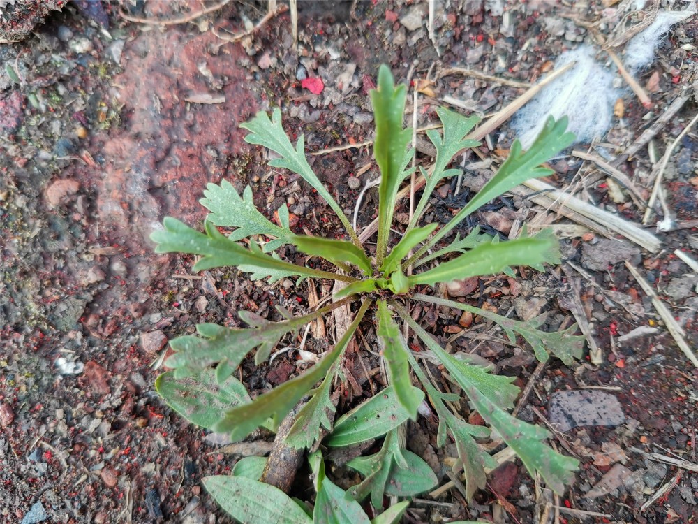 挖野菜教你薺菜和辣辣菜的區別放心吃別再搞錯了