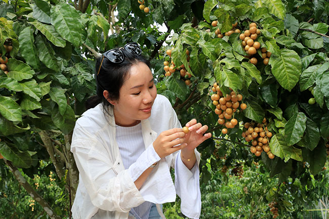 采了荔枝摘黄皮亲子同游趣味多