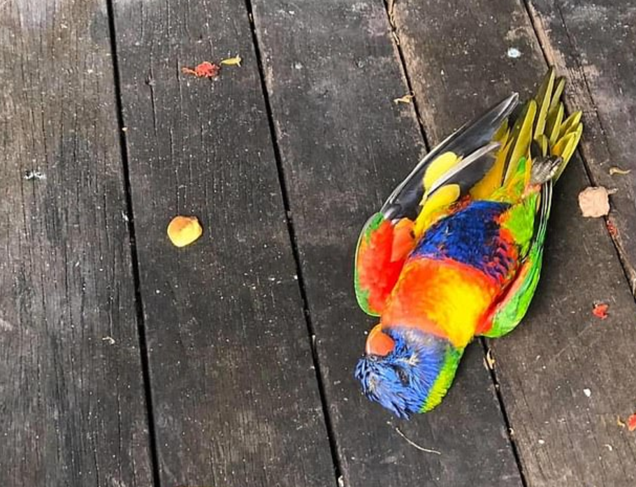 澳洲大量鹦鹉出现“新冠症状”后窒息而亡，致死细节令人细思极恐