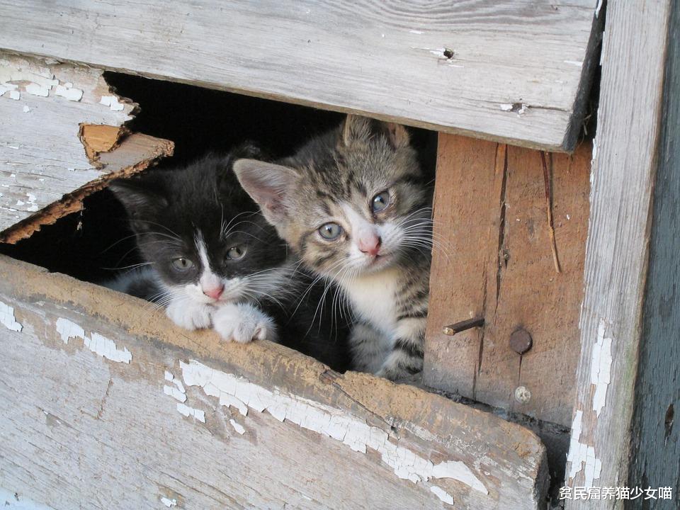 猫咪身上最臭的东西 不是猫屎 不是猫尿 而是它 腾讯新闻