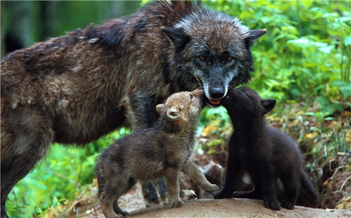 狼碰见人类婴儿时,为何不选择吃掉而是将其慢慢养大?原因很现实