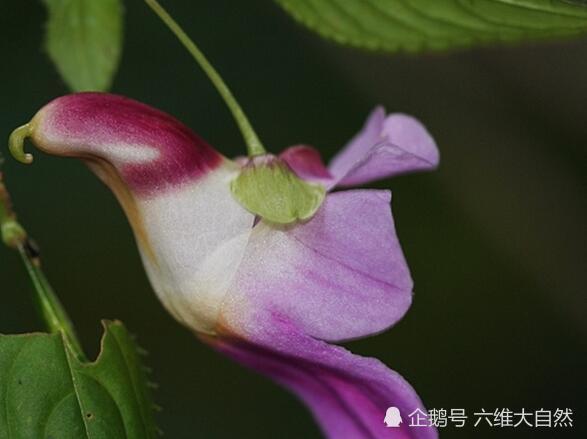 五种长得像动物的植物 有像鸟的花 像蛇的草 像跳舞的人 腾讯新闻