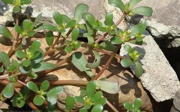 马蜂菜(马齿苋)曲麻菜,又名苦麻,菊科植物,多年生草本,生于田间路旁