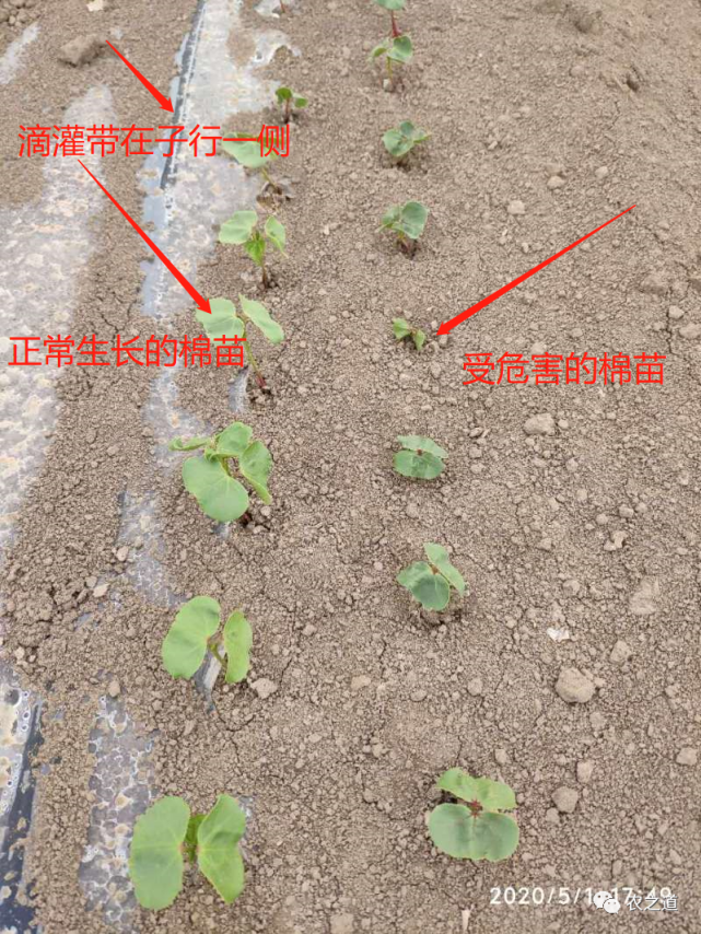 棉花僵苗 大小苗 药害怎么办 棉花 僵苗 长根