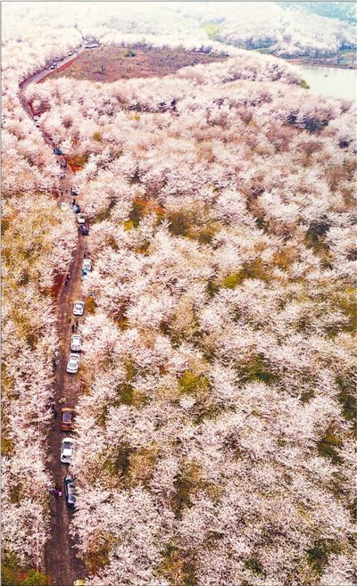 安徽省宣城市郎溪縣十字鎮新和村千畝櫻花林競相綻放,花海如雲似雪