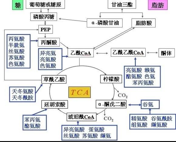 1千大卡的蛋白质脂肪和碳水哪个最致胖