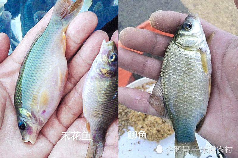河里5对"双胞胎"鱼,10人有9人分不清,连农村人也常认错
