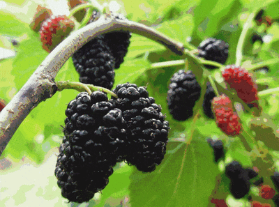 同山枇杷桑葚熟了,采摘要抓紧!今年的价格是