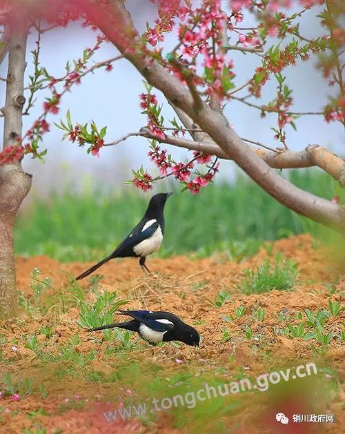 陽春四月花正紅喜鵲鳴春俏枝頭