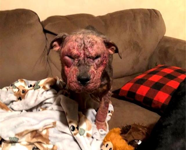 在安乐死之前,散发着臭味的癞痢狗被救,现在它很帅|狗狗|动物收容所