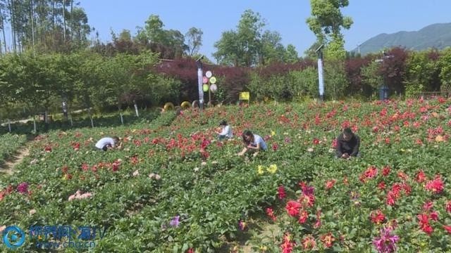 垫江牡丹樱花世界 12万株芍药盛开迎客 腾讯新闻