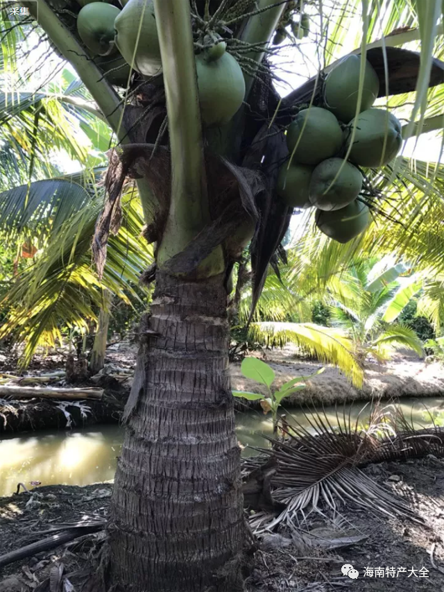 文椰4号(又名香水椰子)文椰4号是中国热带农业科学院椰子研究所从