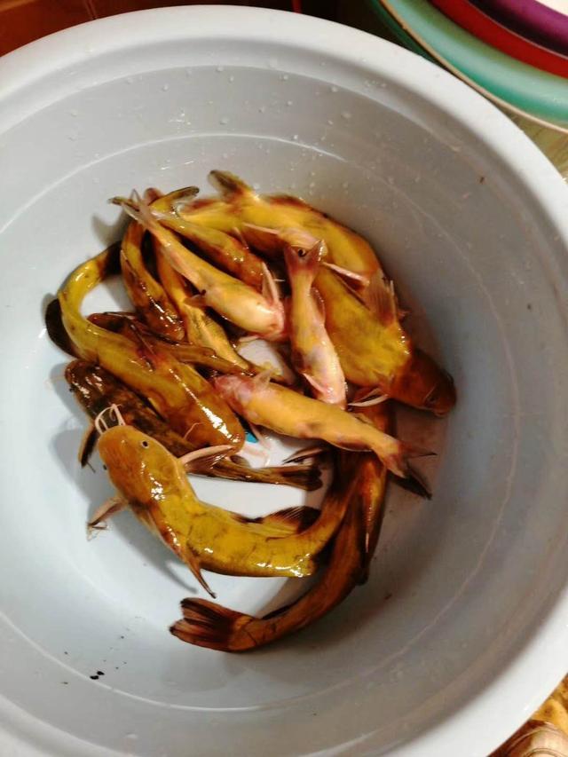 这种笨鱼很好钓.吃口都是大黑漂.真让人无语