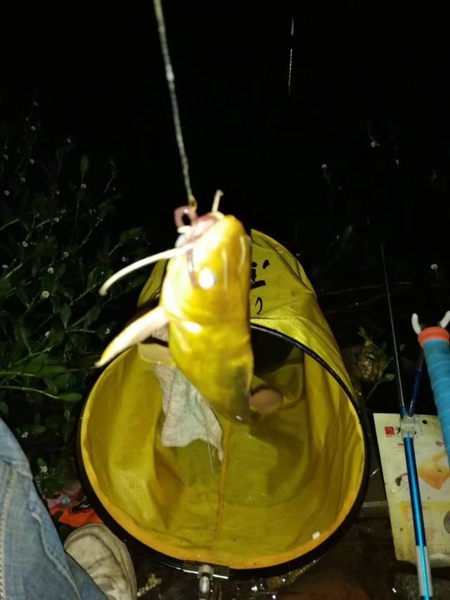 这种笨鱼很好钓.吃口都是大黑漂.真让人无语