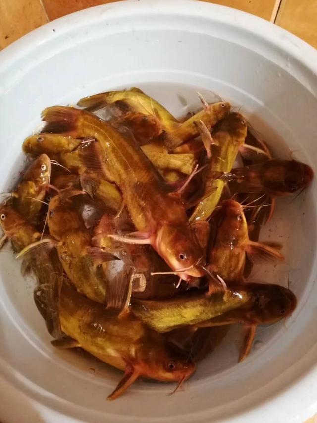 这种笨鱼很好钓.吃口都是大黑漂.真让人无语