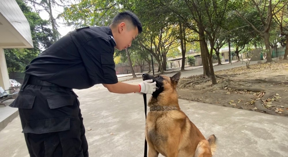 警犬天狼现实中的样子图片