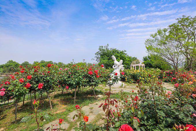 武漢最大的玫瑰園景區種植了2000畝的玫瑰花開正豔充滿浪漫