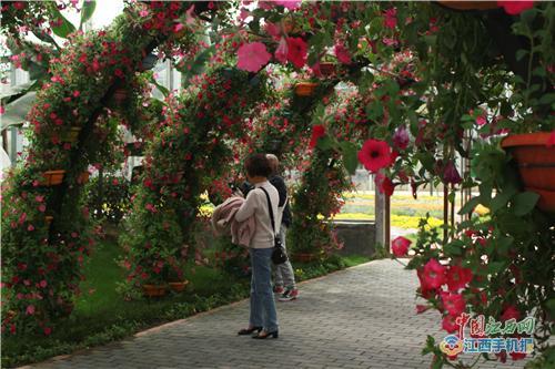 萍乡武功山花涧里奇花异果花海景观