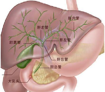 女性肝胆位置图片