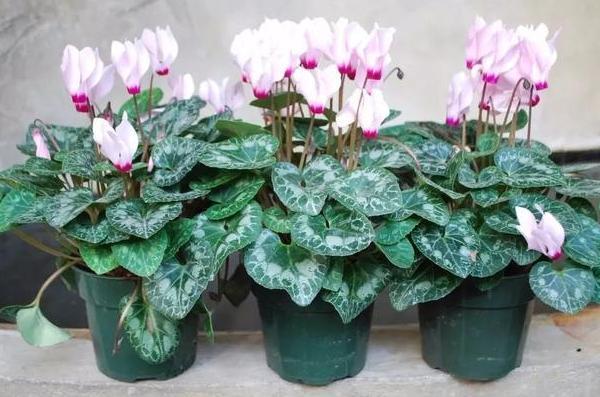 这种植物是多年生长的球根花 又叫兔耳花 花开2 3朵成簇 兔耳 花卉 球根花卉 仙客来