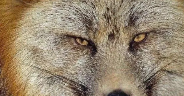 心理学:第一眼,哪双眼睛最凶狠?测你未来会取得多大成就