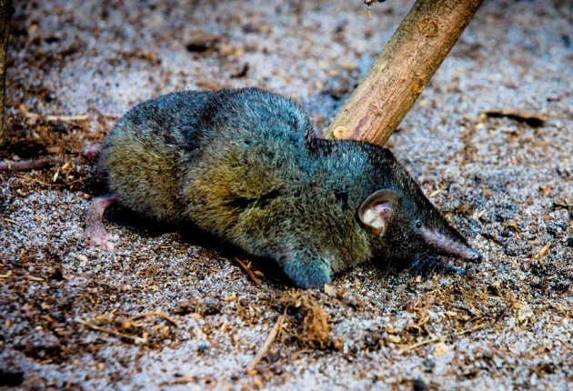 长相似老鼠的鼩鼱为何拥有英雄和雷神托尔的名号