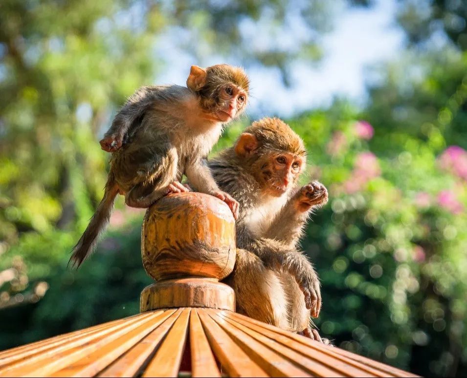 来海南必玩南湾猴岛呆呆岛