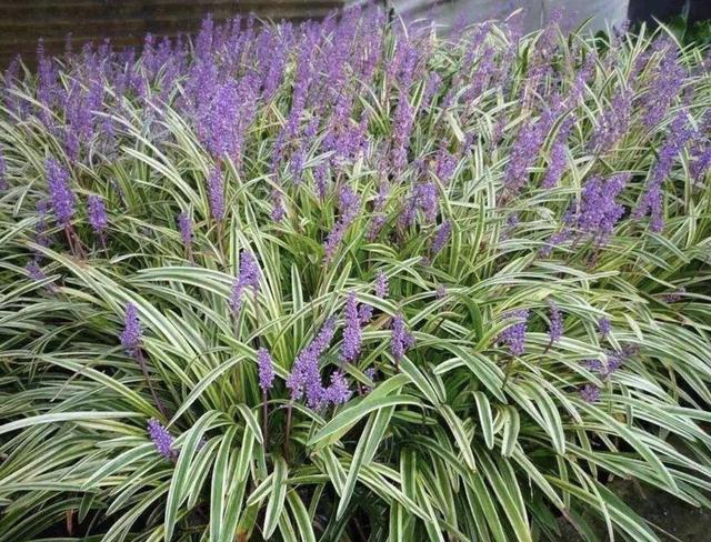 农田里的1种沿阶草有着漂亮的花朵比茉莉花奇特还珍贵